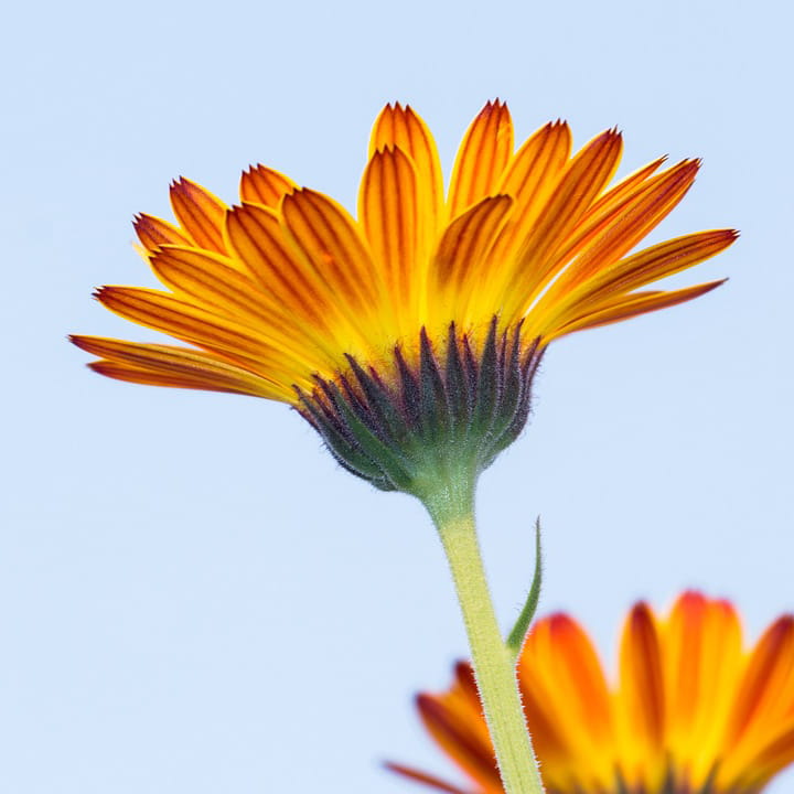 calendula